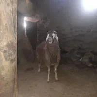 برو نر و ماده  بختیاری و افشاری|حیوانات مزرعه|قوچان, |دیوار