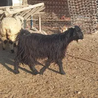 کهره سبک|حیوانات مزرعه|مرودشت, علیآباد|دیوار