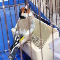 سهره قرص بخون