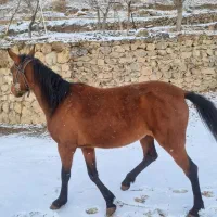 اسب|اسب و تجهیزات اسب‌سواری|کوهسار (البرز), |دیوار