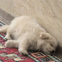 فروش توله پامرانین شیتزو سالم و مهربان|سگ|دوگنبدان, |دیوار