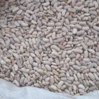 لوبیا|عمده‌فروشی|چناران, |دیوار