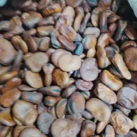 باقله بزری درجه 1