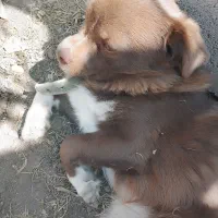 سگ نر اشپیتز-شیتزو|سگ|زنجان, |دیوار