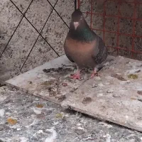 کفتر سرور سنگی و ارشینگل فروشی