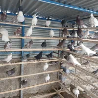 کبوتر پرشی|پرنده|عقدا, |دیوار