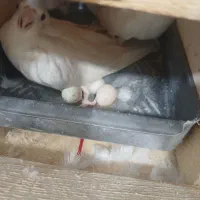 2 جفت عروس هلندی نر و ماده تخم گذار