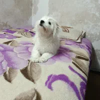 سگ شیتزو|سگ|تربت جام, والفجر|دیوار