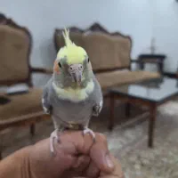 پرنده عروس هلندی فروشی