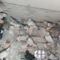 کفتر نر پریده
