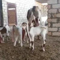 بز ۳قلوزا