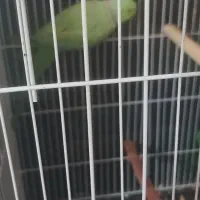 طوطی ملنگو نربا قفس وعروس هلندی نر و ماده بالغ با|پرنده|شیراز, درکی|دیوار