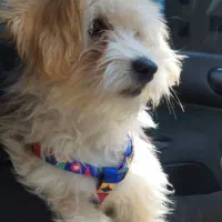 واگذاری موقت شیتزو نر ۷ ماهه واکسینه، بازی‌دوست