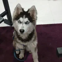 سگ هاسکی مالموت