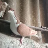 کبوتر ساده دم سفید زیبا