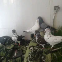 پنج عدد کبوتر پرشی