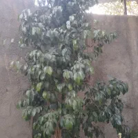 درختچه بنجامین بلک