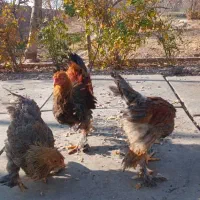 مرغ و خروس بلرهما بلو‌پاتریچ