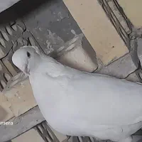 کفتر سفید شیرازی|پرنده|پیر بکران, |دیوار