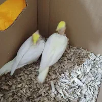 پچه عروس هلندی|پرنده|لردگان, |دیوار