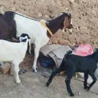 دو راس بز زاییده شیرا