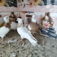 ۴ عدد طوقی لیمویی خال سیاه|پرنده|بافق, |دیوار