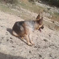 سگ شرمن شپرد