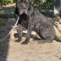 حیوانات مزرعه