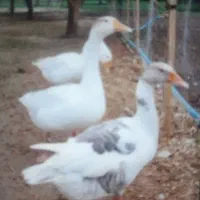غازمحلی درشت بالغ