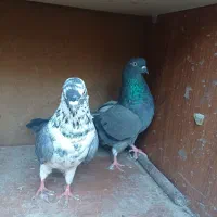 فروش کبوتر هایه پرشی