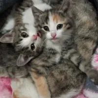 واگذاری گربه|گربه|تربت‌حیدریه, باغ سلطانی|دیوار