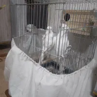 عروس هلندی مولد