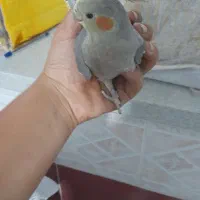عروس هلندی