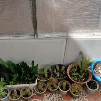 گلهای زیبا|گل و گیاه طبیعی|کومله, |دیوار