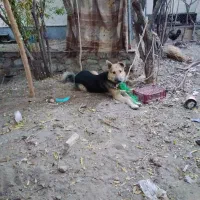 سگ ژرمن|سگ|درمیان, |دیوار