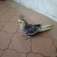 عروس هلندی نر|پرنده|بجنورد, |دیوار