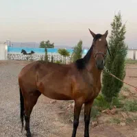 اسب کره سهیل|اسب و تجهیزات اسب‌سواری|رفسنجان, |دیوار