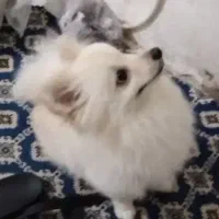 سگ پامرین اصیل