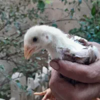 جوجه لاری اصیل|حیوانات مزرعه|صومعهسرا, |دیوار