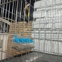 سهره سرخ وحش امسال|پرنده|اندیمشک, |دیوار