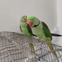 شاه طوطی سخنگو|پرنده|تهران, زهتابی|دیوار