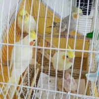 تعداد‌عروس‌هلندی لوتیو