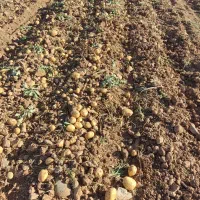 سیب زمینی کلمبا