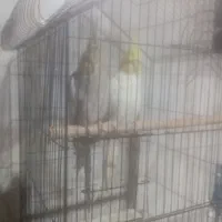 عروس هلندی