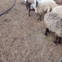 میش جوان کشتاری