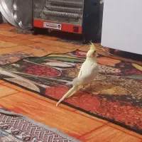 عروس هلندی نروماده