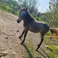 اسب نر بالغ|اسب و تجهیزات اسبسواری|سنگر, |دیوار