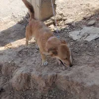 سگ پا کوتاه|سگ|شوشتر, |دیوار