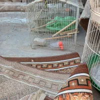 ۴عدد قفس سالم همراه وسایل|لوازم جانبی حیوانات|قم, شهرک مهدیه (مدرس)|دیوار