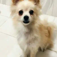 واگذاری سگ پامر روباهی